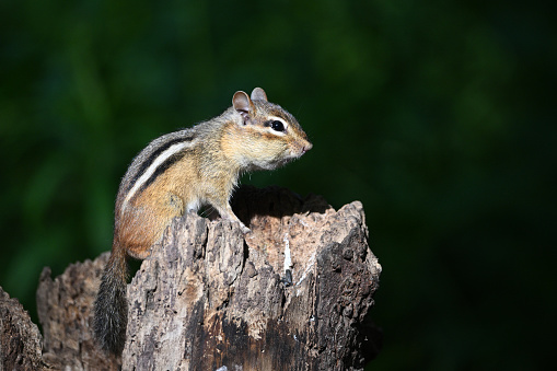 This is a photograph of a California chipmunk eating on a shady post in the Redwood National Park forest on a summer day.