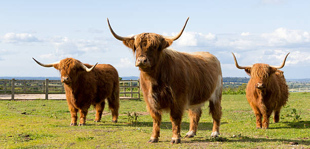 The heavy mob-highland cows looking at camera. stock photo