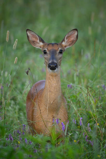 istock White Tailed Deer doe in a meadow 1534951166