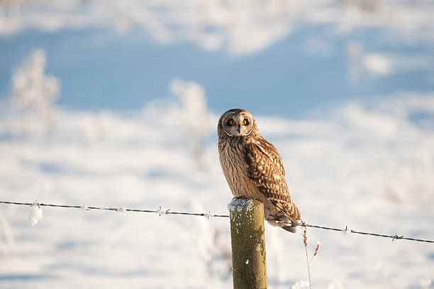 istock Short Ear Owl in the Snow 153495137