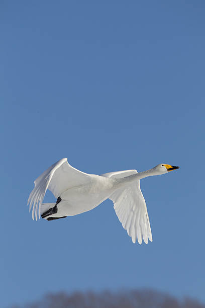 Swan In Flight stock photo