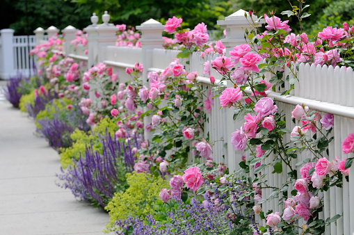 White fence and pink roses in residential garden. Also sage (salvia) catmint and lady's mantle bordering sidewalk