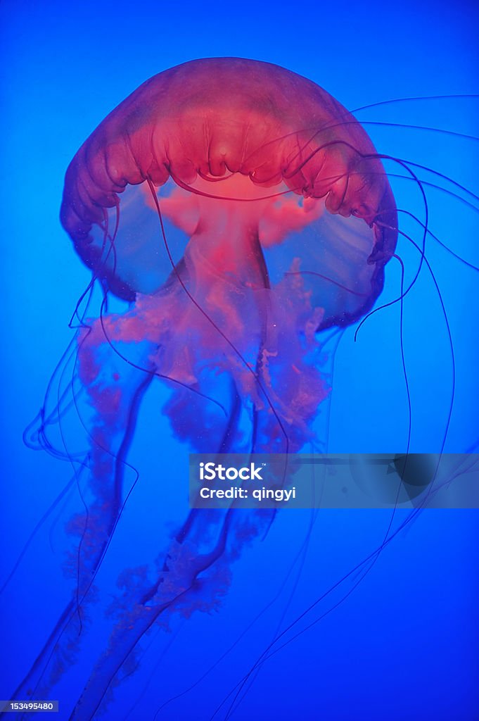 Medusa están bailando en el mar - Foto de stock de Acorralado libre de derechos