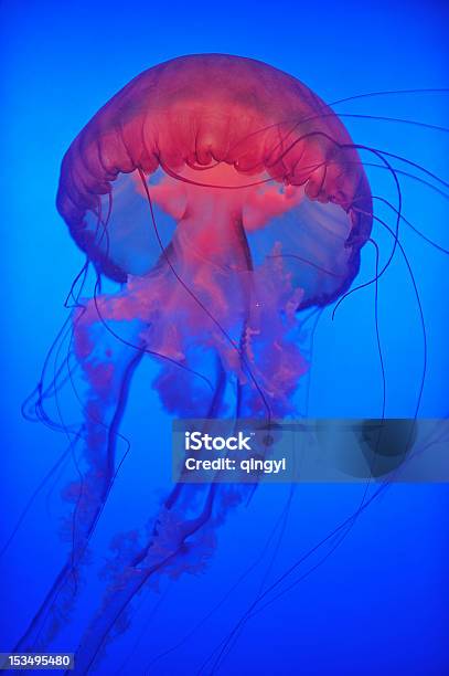 Danza È Medusa Di Mare - Fotografie stock e altre immagini di Acqua - Acqua, Ambientazione tranquilla, Animale