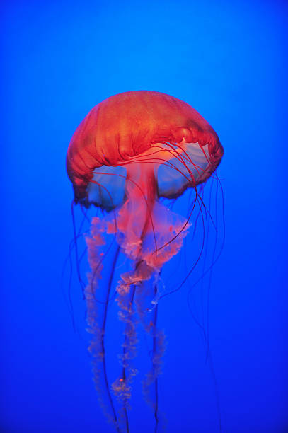 istock Are dancing jellyfish in the sea 153495555