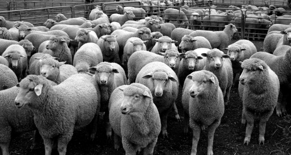 Sheep in the farmyard after drafting.