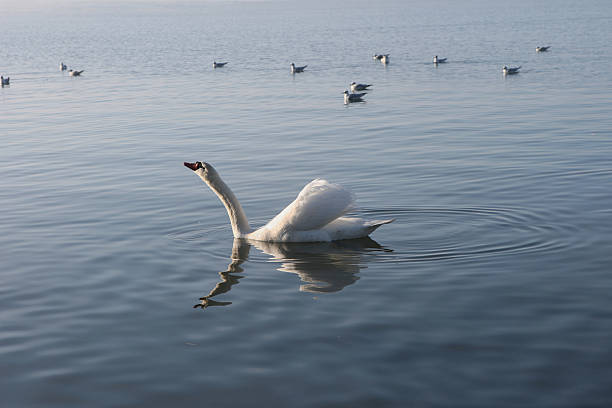 istock Swan at lake Murten (Switzerland) 153495785