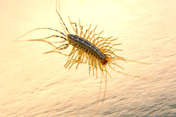 The Flycatcher scolopendra. Centipede flycatcher, insect predator Scutigera coleoptrata