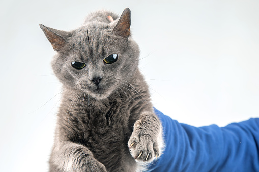 guilty grey cat holding a man hand by the scruff