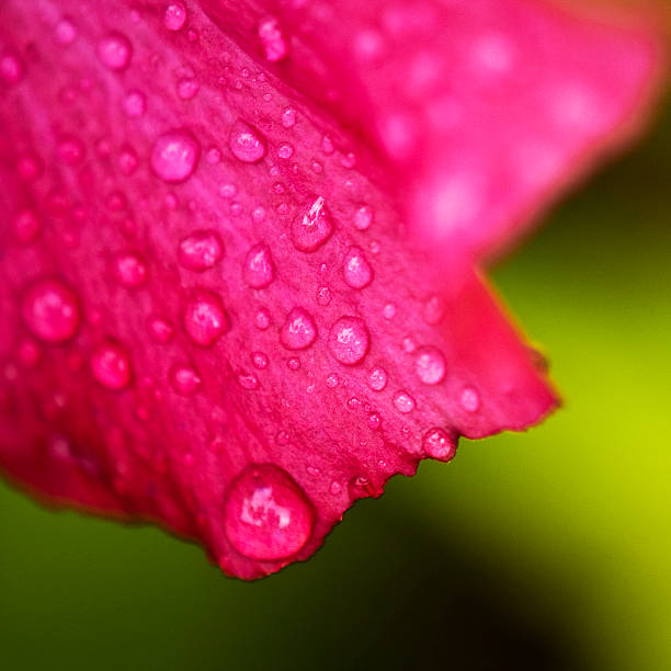 istock Pink flower closeup 153495851