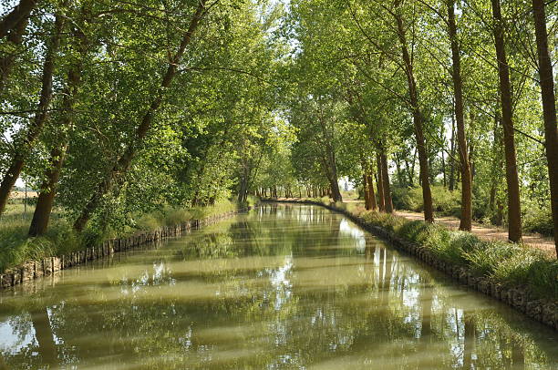 Canal of Castile Leafiness in the Canal de Castilla valladolid mexico photos stock pictures, royalty-free photos & images