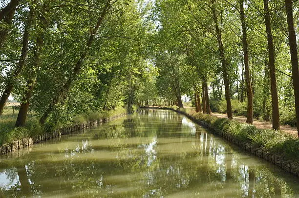 Leafiness in the Canal de Castilla