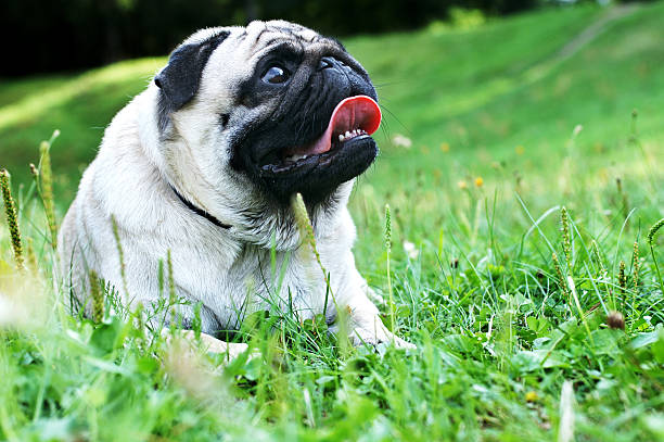 istock Pug Dog. Lying on the green grass Open mouth 153496468