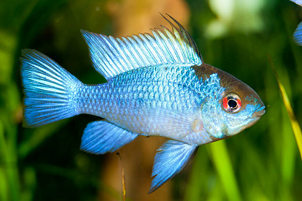 Blue Ram (Mikrogeophagus ramirezi) Blue Ram (Mikrogeophagus ramirezi)  in Aquarium blue ram fish stock pictures, royalty-free photos & images
