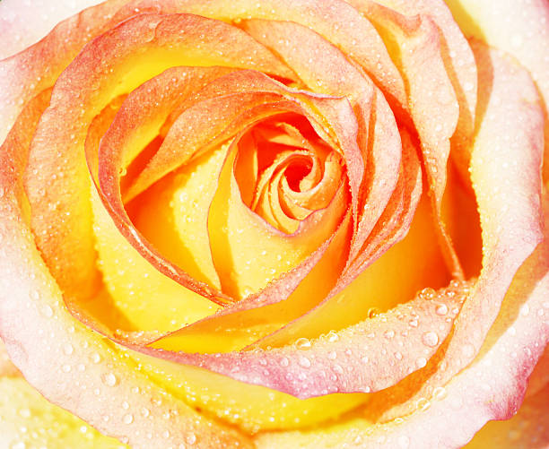 Arancione rosa con dews - foto stock