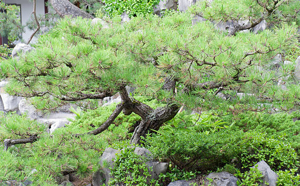 istock Japanese Black Pine Bonsai Tree 153496853