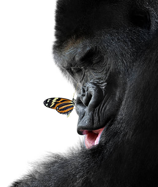 gorila y mariposa animal amistad - gorilla endangered species large isolated fotografías e imágenes de stock