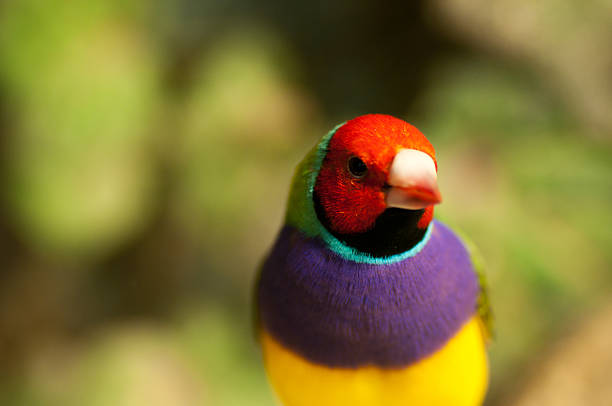 The Gouldian Finch originates in Australia. Characteristic of this bird is the vibrant color of the plumage,