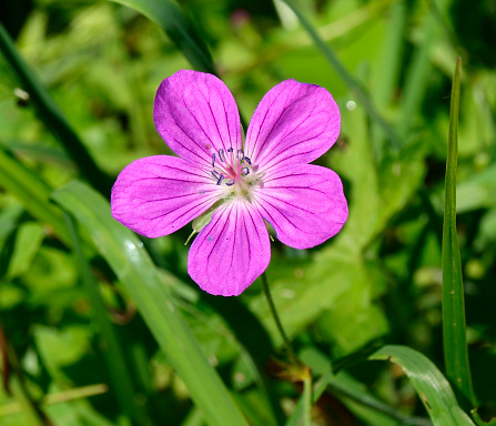Beautiful small purple flower in the meadow
