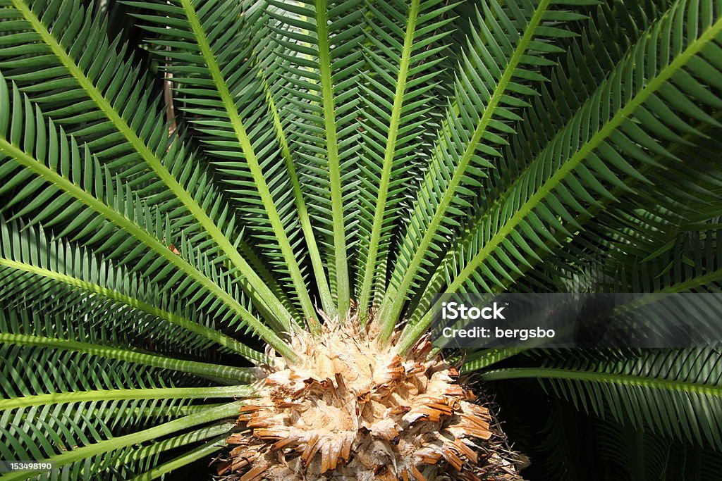 palm leafs - Foto de stock de Abstracto libre de derechos