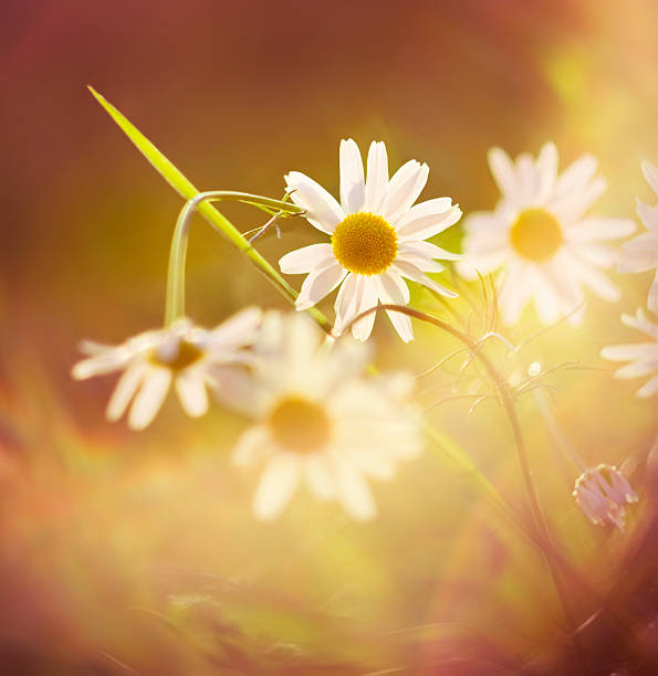 camomile in the evening sunlight stock photo