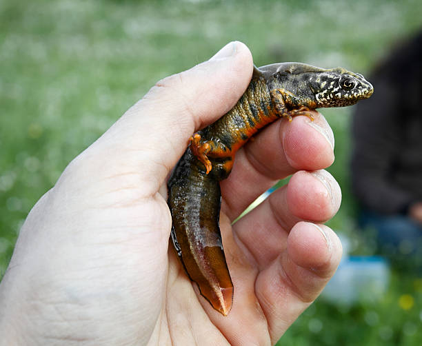 istock Great Crested Newt in a Researcher Hand 153498450