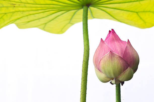 istock Beautiful water lily. 153498765