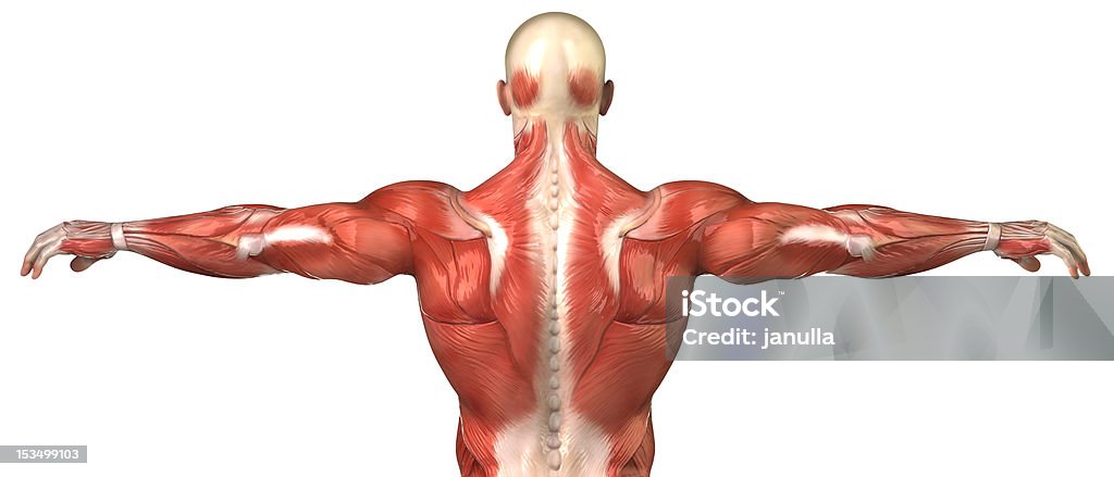 Mann Muskeln Anatomie system isoliert auf - Lizenzfrei Anatomie Stock-Foto