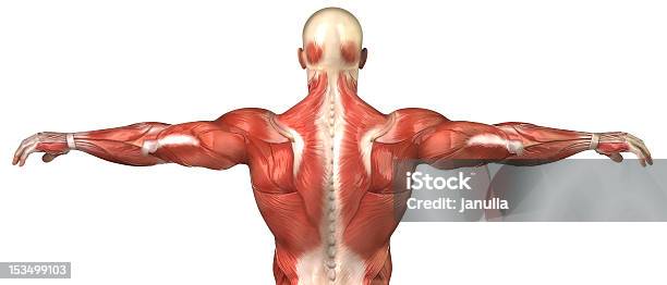 Mann Muskeln Anatomie System Isoliert Auf Stockfoto und mehr Bilder von Anatomie - Anatomie, Muskulös, Rückansicht