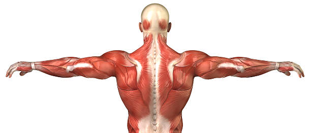 男性の背中の筋肉部位の絶縁システム - external oblique ストックフォトと画像