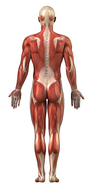 masculino anatomia do sistema muscular vista posterior - external oblique - fotografias e filmes do acervo