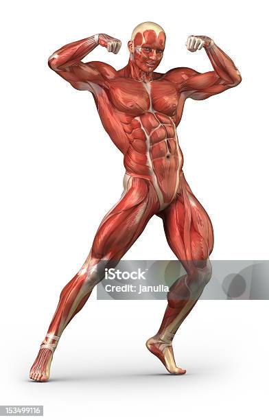 Man Muscular System Anterior View In Bodybuilder Pose Stock Photo - Download Image Now