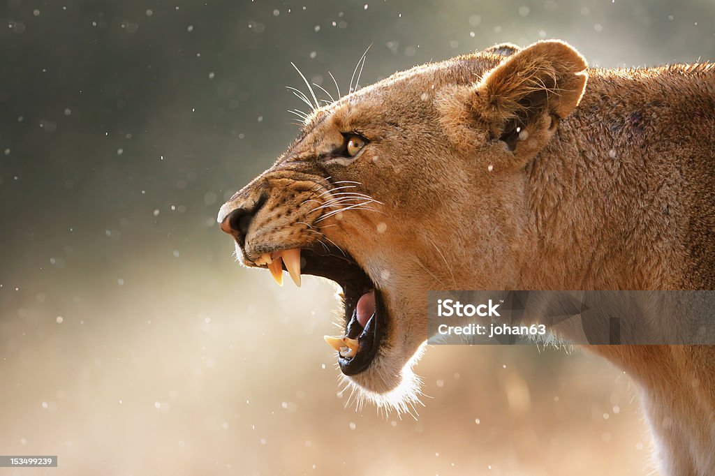 Lioness displaing dangerous teeth Lioness displays dangerous teeth during light rainstorm  - Kruger National Park - South Africa Lion - Feline Stock Photo