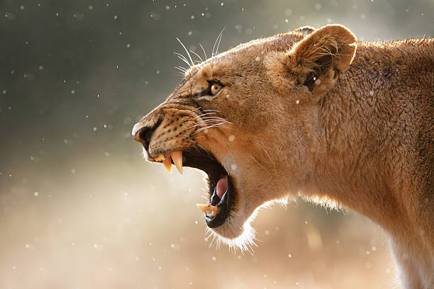 Lioness displaing dangerous teeth Lioness displays dangerous teeth during light rainstorm  - Kruger National Park - South Africa female animal stock pictures, royalty-free photos & images