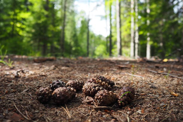 istock Pine or spruce cones lie on old dried up foliage and on pine needles. close-up. Forest path in a coniferous forest. Green trees in the background. The theme of ecology and forest conservation. 1534993207