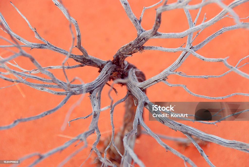 Оранжевый Austrailian Буш почвы с сухой дерево - Стоковые фото Австралия - Австралазия роялти-фри