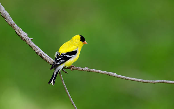 pintassilgo americano situada bem na ramificação - american goldfinch branch perching finch imagens e fotografias de stock