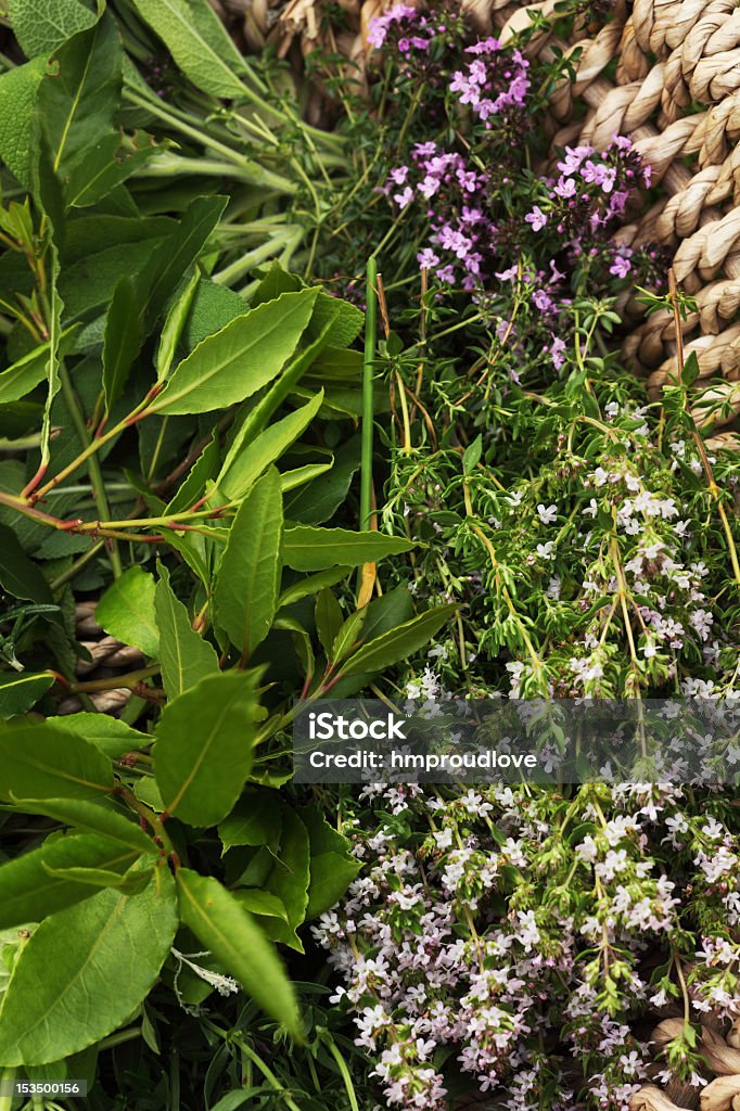Kräuter für Trocknen - Lizenzfrei Blume Stock-Foto