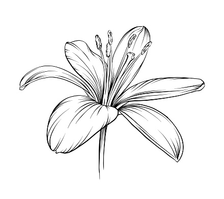 A pen and ink drawing of a beautiful lily flower. Vector EPS10 file.