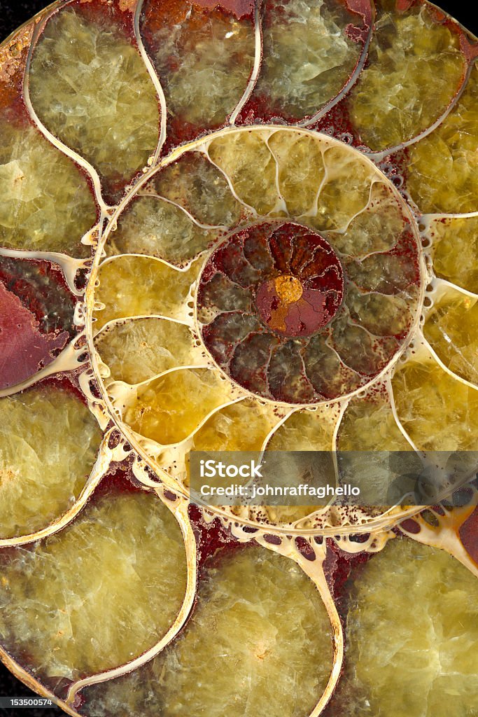 Spiral shell Macro Spiral shell macro extreme close up sea shell fossil Close-up Stock Photo