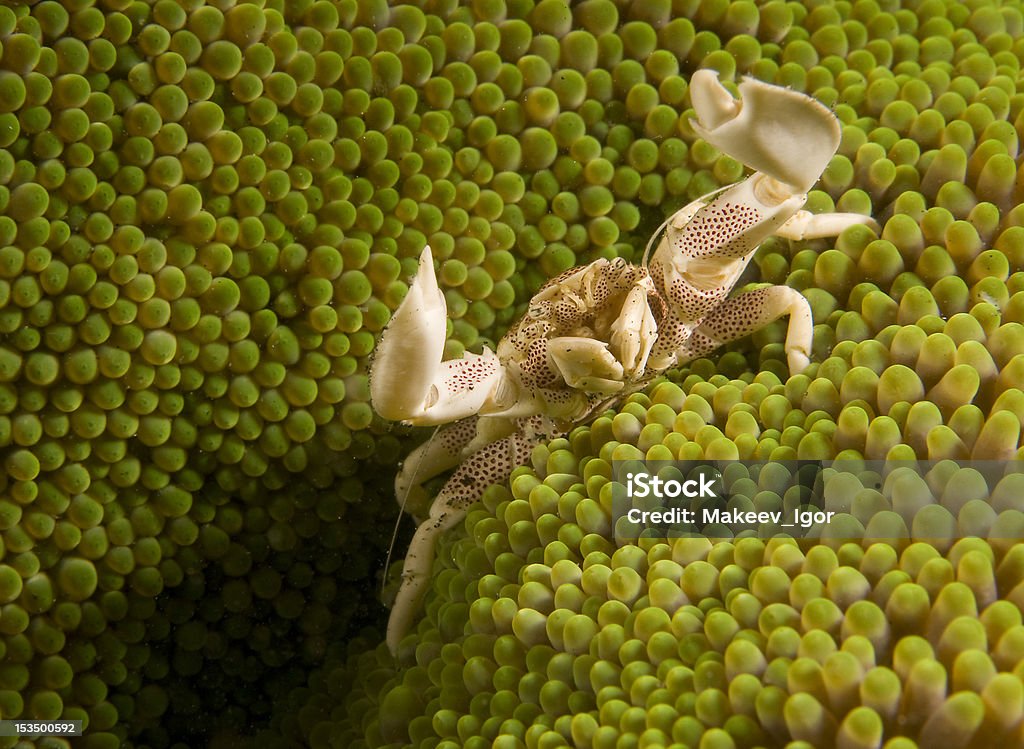 Spotted cangrejo porcelana - Foto de stock de Arrecife - Fenómeno natural libre de derechos
