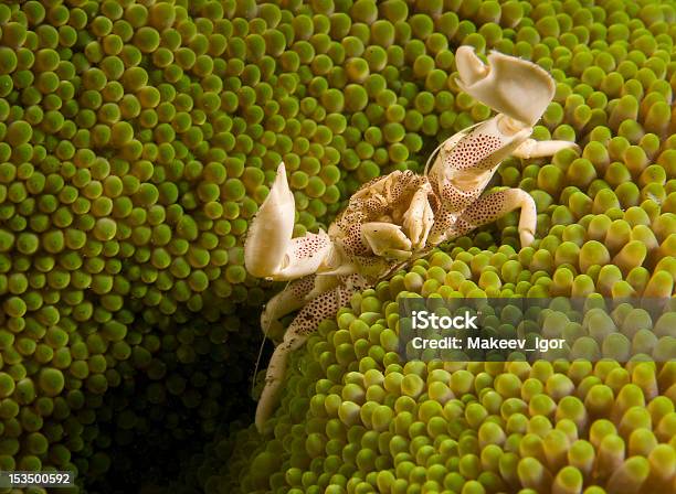 Spotted Cangrejo Porcelana Foto de stock y más banco de imágenes de Arrecife - Fenómeno natural - Arrecife - Fenómeno natural, Buceo con equipo, Cangrejo anémona