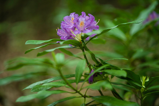 Plant ecology. Rhododendron ponticum in relation with species diversity in a forest ecosystem.