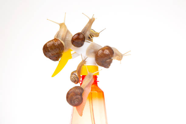 Snails and a plastic water splasher on a white background. Moisture and shellfish life