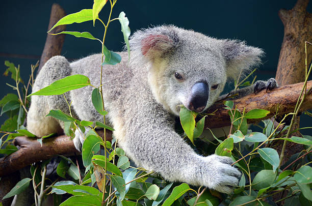 Koala lunch Lunchtime for a hungry koala koala tree stock pictures, royalty-free photos & images