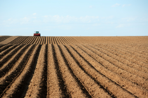 Planting potatoes in a field.  Focus in on the freshly planted rows.