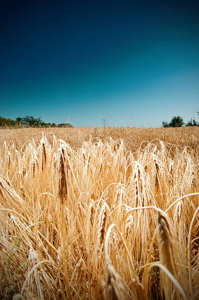 Wheat field on clear summer day