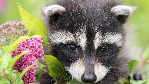 istock baby raccoon 153501863