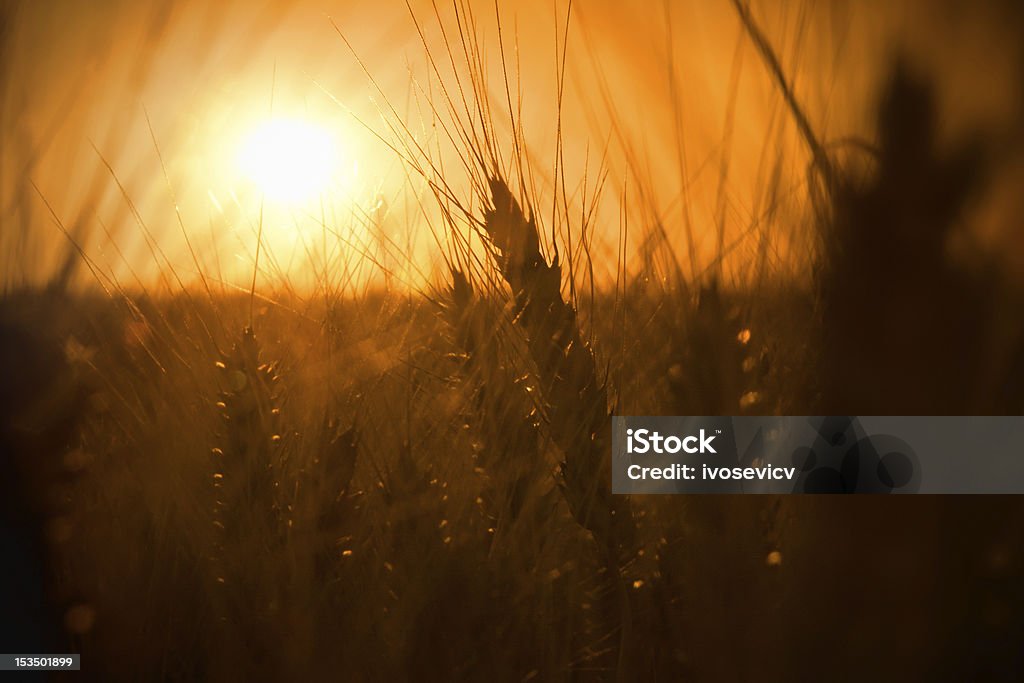 Champ de la fleur du coucher du soleil - Photo de Plaine - Zone herbeuse libre de droits