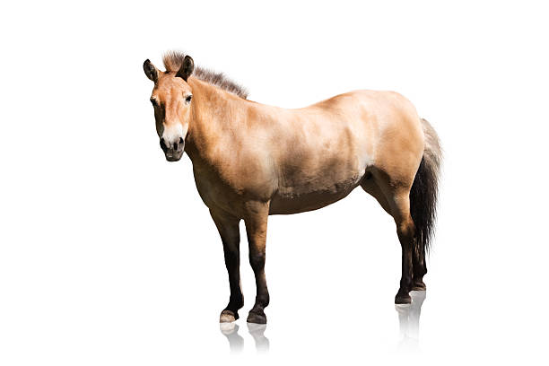 istock Przewalski's horse on white background 153502011